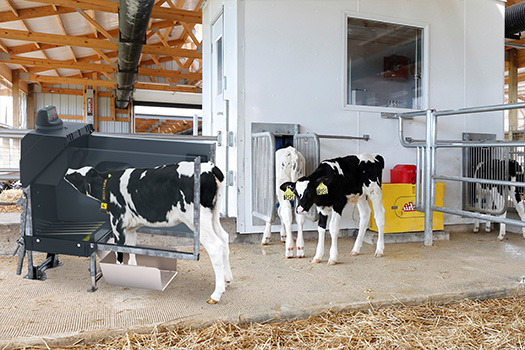 Automated mixer and feeder for calves – CalfExpert 