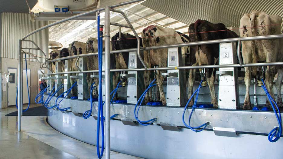 Walpole Farms Daviesway Rotary Dairy2