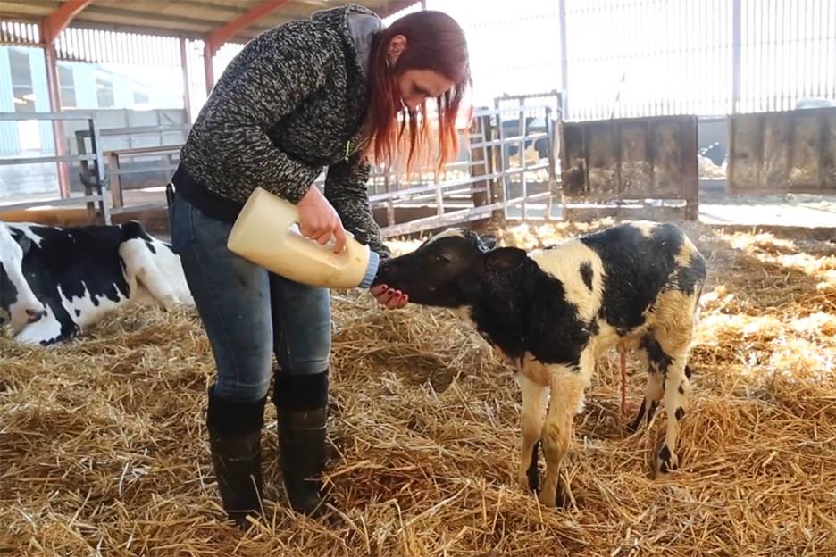 calf feeding managing colostrum 01