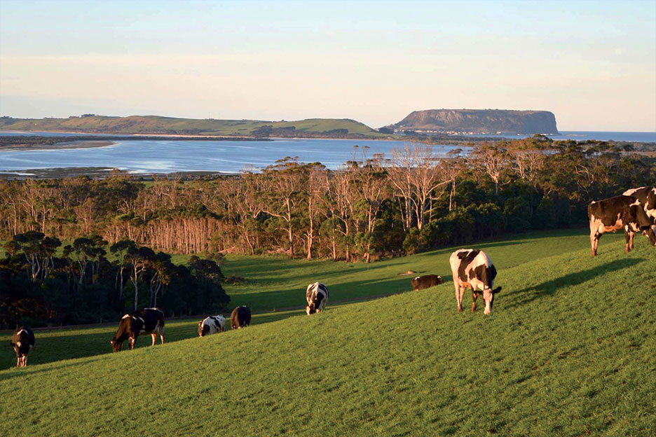 Korpershoek dairy farm