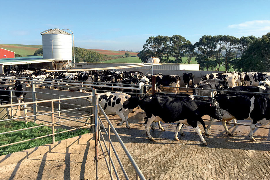 Korpershoek dairy yard