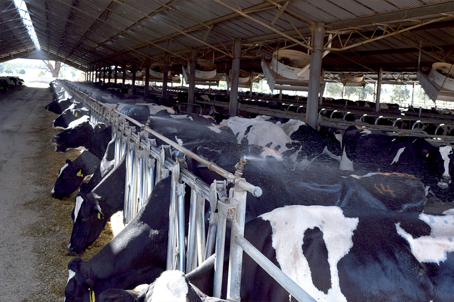 Thompson cows in barn