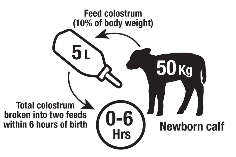 Calf 50kg