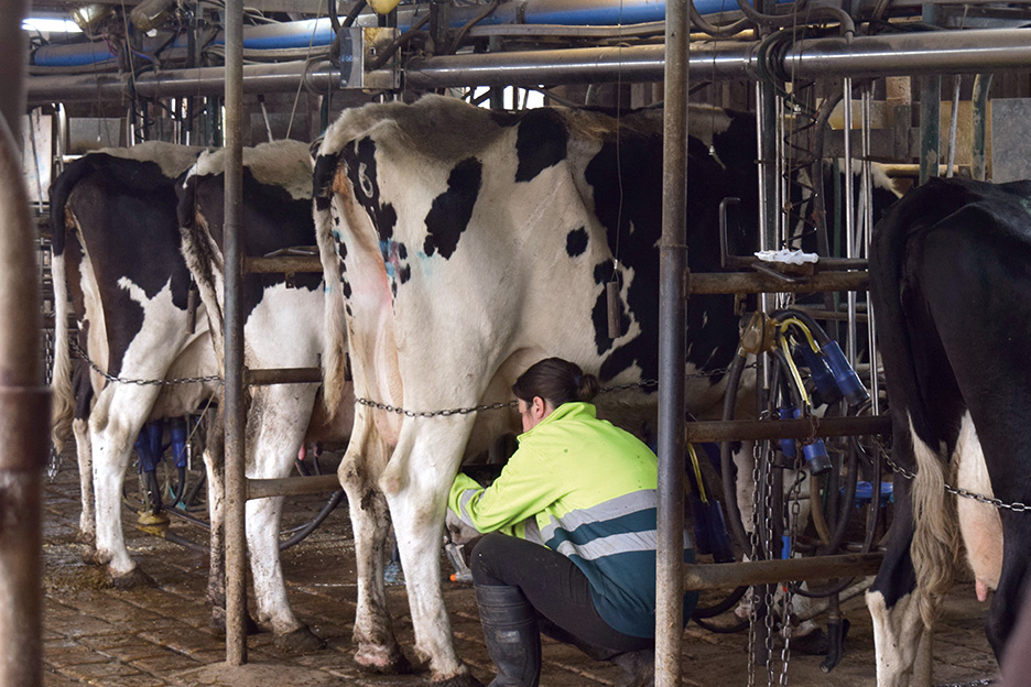 hawker dairy milking