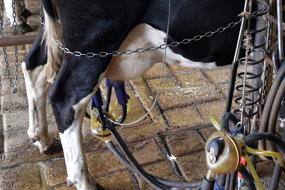 hawker dairy milking