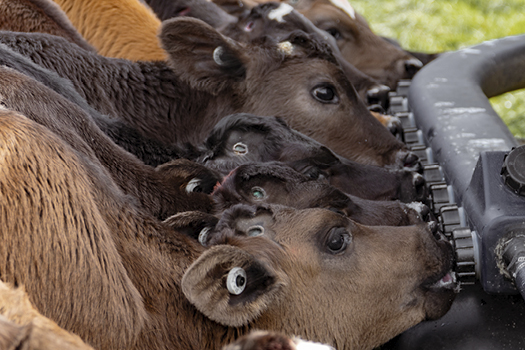 Thriver Screw in Pull through Calf Teats4