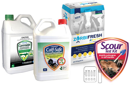 Calf Shed Hygiene