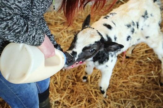 Colostrum Management