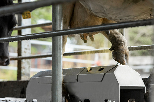 Teatwand Stepover - Automated Teat Sprayer