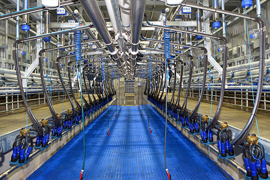 Herringbone Dairy