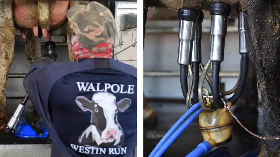Walpole Farms Daviesway Rotary Dairy2