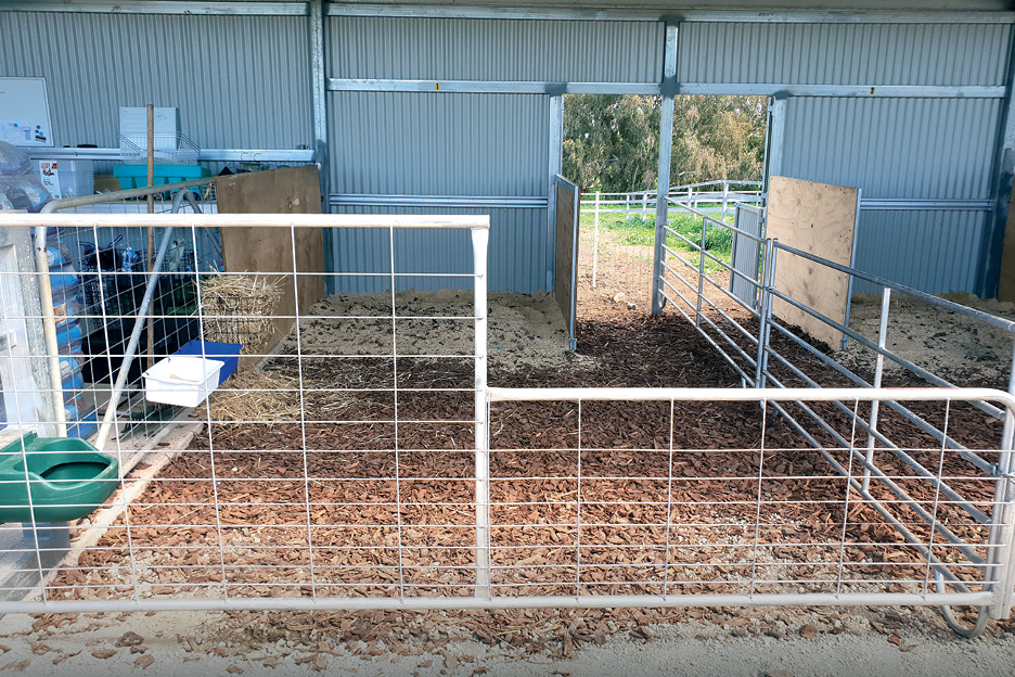 Calf shed gate modified for easy entry