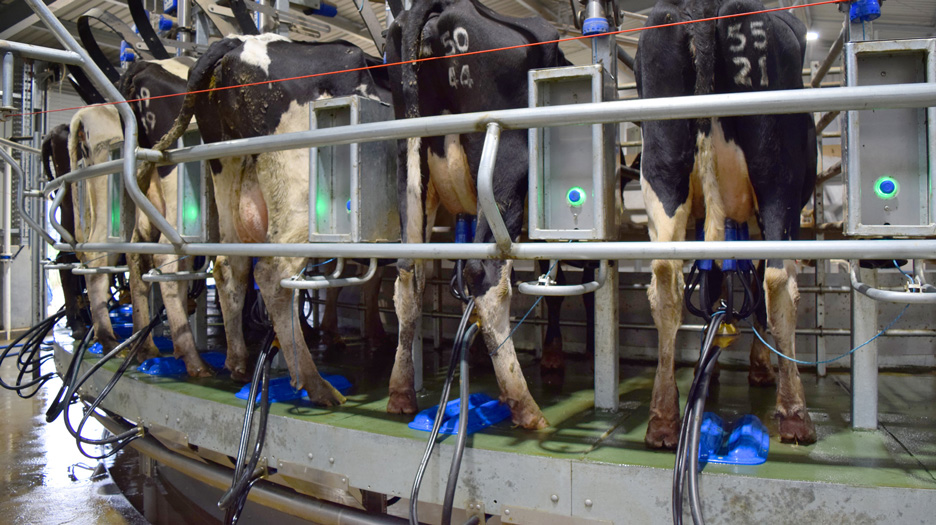 Barlow Dairy19