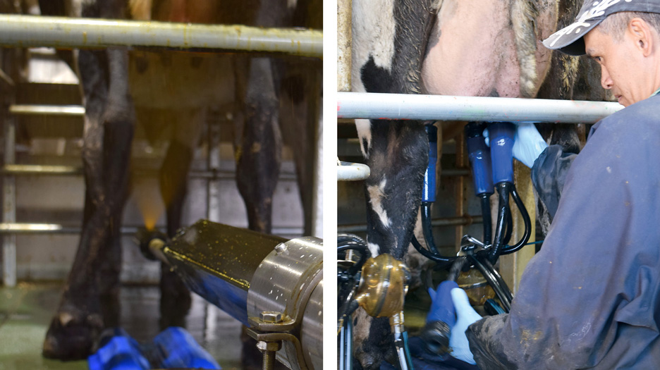 Barlow Dairy22