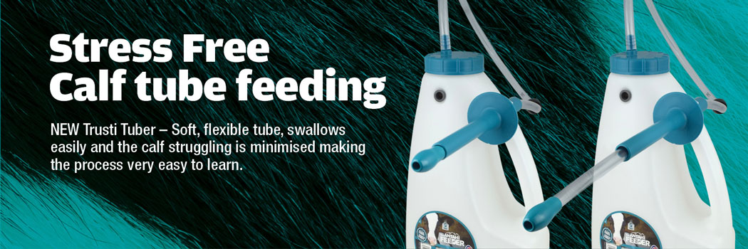 Calf Tube Feeding